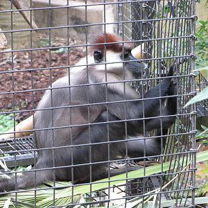 Houston Zoo 2010 - Red-capped Mangabey in Wortham World of Primates