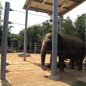 Houston Zoo 2010 - Part of the Asiatic elephant complex