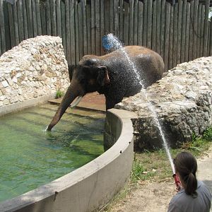Houston Zoo 2010 - Bath time in the Asiatic Elephant complex