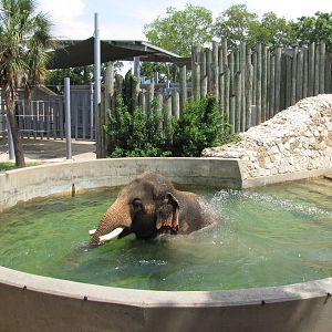 Houston Zoo 2010 - Bath time in the Asiatic Elephant complex