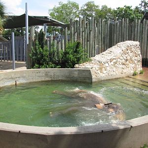 Houston Zoo 2010 - Bath time in the Asiatic Elephant complex