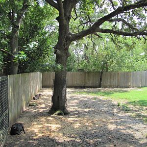 Houston Zoo 2010 - Left part of Okapi and Yellow-backed Duiker exhibit