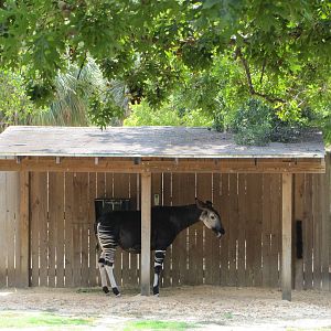 Houston Zoo 2010 - Okapi