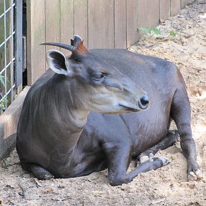 Houston Zoo 2010 - Yellow-backed Duiker