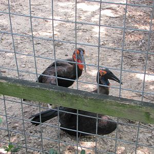Houston Zoo 2010 - Southern Ground Hornbill