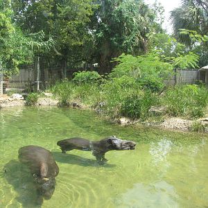 Houston Zoo 2010 - Left side of the fine Brazilian Tapir exhibit