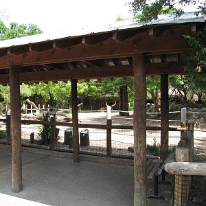 Houston Zoo 2010 - Front of the Ankole Cattle exhibit