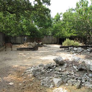 Houston Zoo 2010 - Lowland Nyala and Marabou exhibit