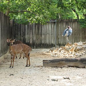 Houston Zoo 2010 - Lowland Nyala and Marabou