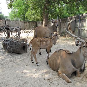 Houston Zoo 2010 - Giant Eland and Grants Zebra