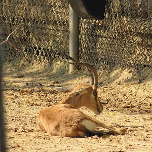 Houston Zoo 2010 - Dorcas Gazelle