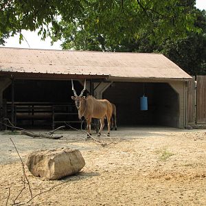 Houston Zoo 2010 - Part of Giant Eland exhibit