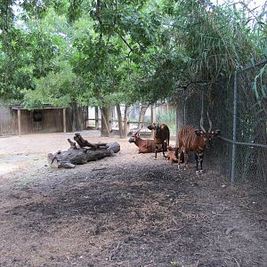 Houston Zoo 2010 - Part of the Bongo exhibit