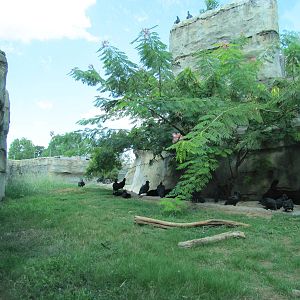 Cameron Park Zoo 2010 - Part of the American Black Bear exhibit