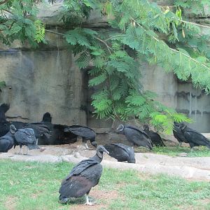Cameron Park Zoo 2010 - American Black Bears and Black Vultures