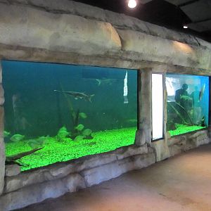 Cameron Park Zoo 2010 - General view inside the Freshwater Aquarium in Braz