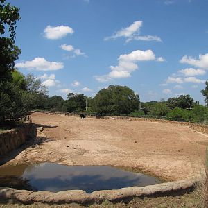 Cameron Park Zoo 2010 - Part of the large American Bison exhibit in Brazos
