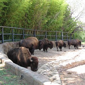 Cameron Park Zoo 2010 - American Bisons in Brazos River Country