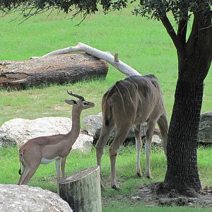 Cameron Park Zoo 2010 - Gerenuk and Greater Kudu in the African Savanna