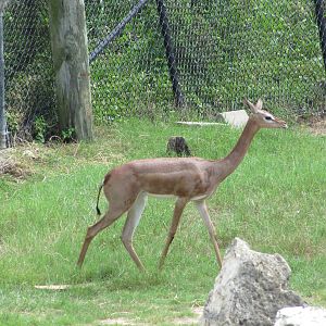 Cameron Park Zoo 2010 - Gerenuk in the Savanna