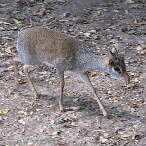 Cameron Park Zoo 2010 - Gunthers Dik-Dik