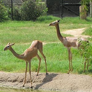 Cameron Park Zoo 2010 - Gerenuks in the African Savanna