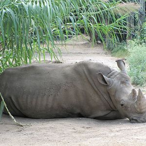Cameron Park Zoo 2010 - White Rhinoceros in the African Savanna