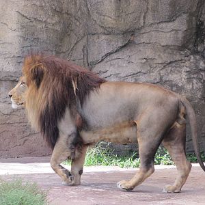 Cameron Park Zoo 2010 - African Lion