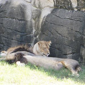 Cameron Park Zoo 2010 - African Lions