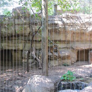 Cameron Park Zoo 2010 - Part of the Sumatran Tiger exhibit in Asian Forest