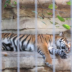 Cameron Park Zoo 2010 - Sumatran Tiger in Asian Forest