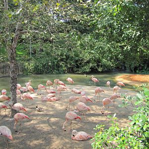Caldwell Zoo 2010 - Flamingo exhibit in the South America section