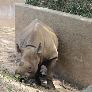 Caldwell Zoo 2010 - Black Rhinoceros