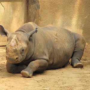 Caldwell Zoo 2010 - Black Rhinoceros