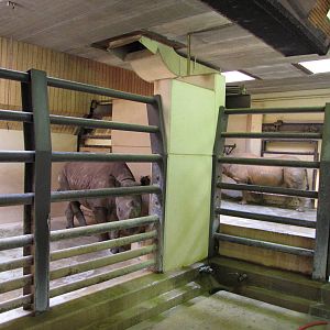 Caldwell Zoo 2010 - Black Rhinoceros indoor stalls