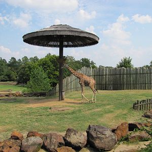 Caldwell Zoo 2010 - Reticulated Giraffe in part of the brilliant African Sa