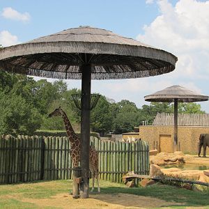 Caldwell Zoo 2010 - Reticulated Giraffe and African Elephant