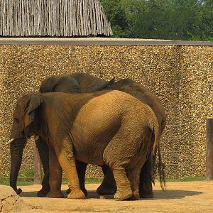 Caldwell Zoo 2010 - African Elephants
