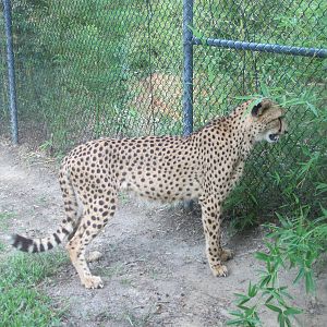 Caldwell Zoo 2010 - Cheetah