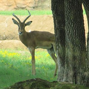 Caldwell Zoo 2010 - Impala in the brilliant African Savanna