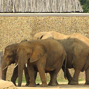 Caldwell Zoo 2010 - African Elephants