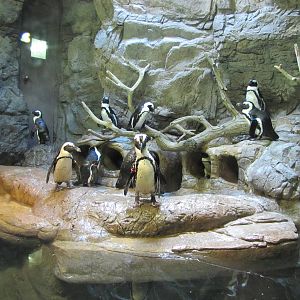 Caldwell Zoo 2010 - Jackass Penguins in the smaller of two exhibits