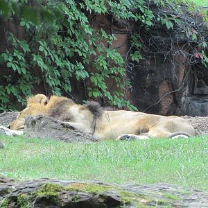 Caldwell Zoo 2010 - African Lion