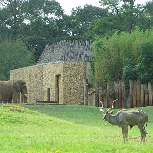 Caldwell Zoo 2010 - African Elephant and Greater Kudu in part of the brilli