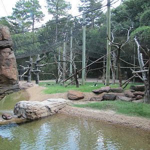Caldwell Zoo 2010 - Yellow-backed Duiker, Bongo and Colobus mixed exhibit