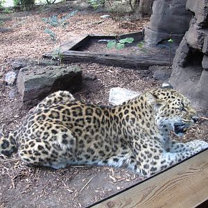 Caldwell Zoo 2010 - Amur Leopard in the Africa section