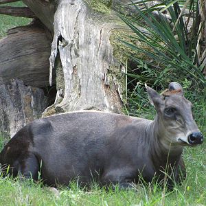 Caldwell Zoo 2010 - Yellow-backed Duiker