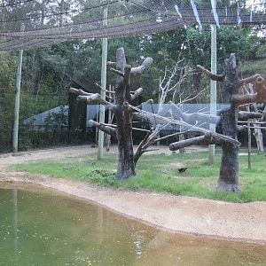 Caldwell Zoo 2010 - Yellow-backed Duiker, Bongo and Colobus mixed exhibit