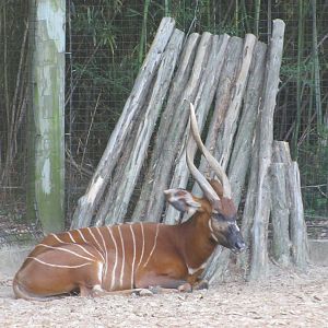 Caldwell Zoo 2010 - Bongo