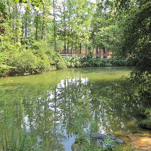 Caldwell Zoo 2010 - Part of the very naturalistic American Alligator exhibi